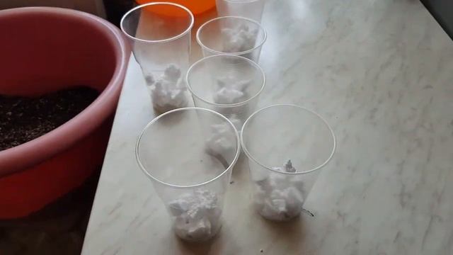 Папоротник комнатный Ажурный. Разделение и правильная пересадка в грунт.