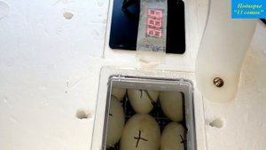 Инкубатор "Несушка" и гусята...