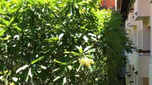 ЗАВТРАК В BALI BINTANG RESORT/НАШЛИ ШИКАРНЫЙ ГРУЗИНСКИЙ РЕСТОРАН