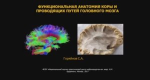Функциональная анатомия коры и проводящих путей мозга