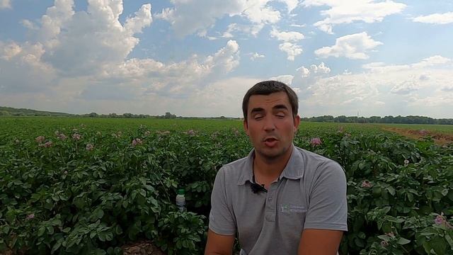 Заражение картофеля альтернариозом, Коломна