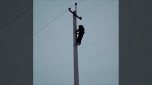 Обучения электрик лазить по столбам