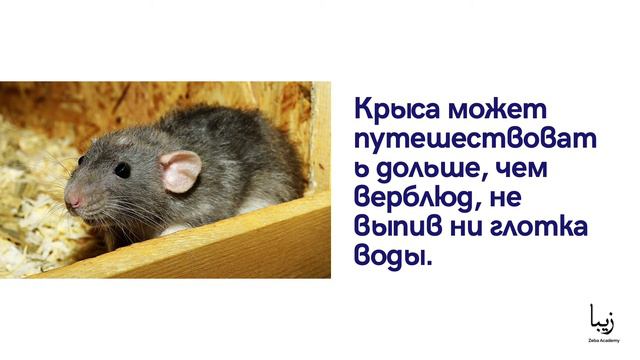 Всё о Крысах | Science by Zeba Academy смотреть онлайн