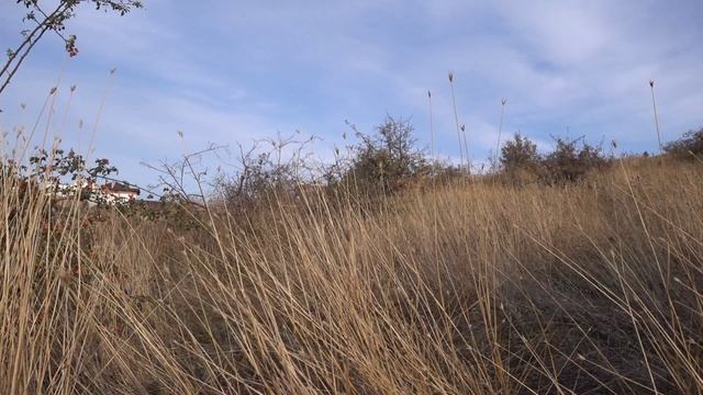 10.09.2022 Сиреневый Октябрь.mp4