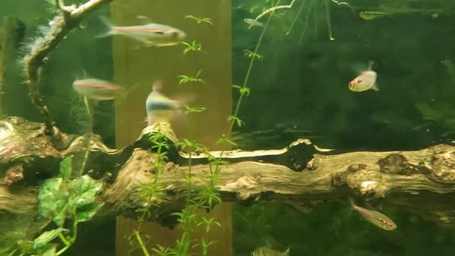 Hyphessobrycon peruvianus, Hyphessobrycon amapaensis смотреть онлайн