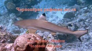 14. Чернопёрая рифовая акула под музыку The Shadow Человек-загадка HD