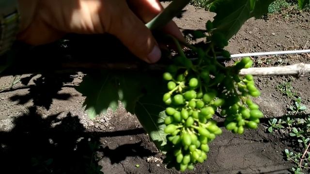 ? НЕ ПОКУПАЙ САЖЕНЦЫ ВИНОГРАДА ПОКА НЕ ПОСМОТРИШЬ/ВЫБОР "ЖЕНЩИНЫ" ДЛЯ ВИНОГРАДНИКА/Сорт винограда смотреть онлайн