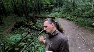 Зубры - исполины старовозрастных дубрав. Съёмка зубров зимой в ООПТ Калужские засеки