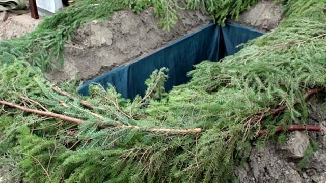 Вот почему нельзя сажать ель возле дома! смотреть онлайн