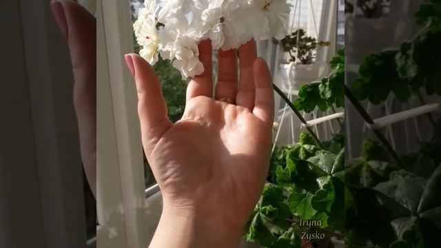 Пеларгонія Rushmoor Orinoco смотреть онлайн