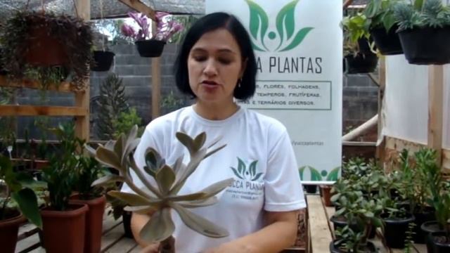 ECHEVERIA GIBBIFLORA METALLICA смотреть онлайн