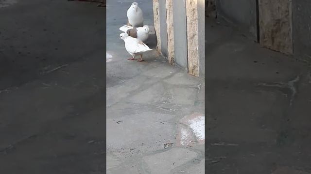 Армянские голуби #голуби #бойные #кудули #pigeon