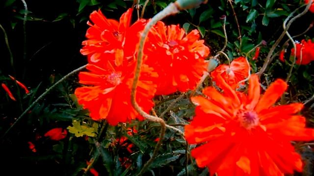 Мак. Декоративная форма. Посадка и уход. смотреть онлайн