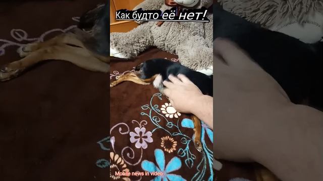 Полный игнор! Домашние собаки!