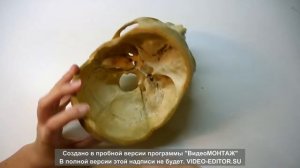 Строение черепа
