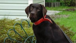 ДТ-165. Лабрадор - трудности дрессировки. Управление без насилия.