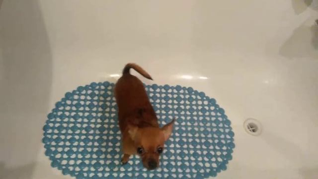 Купание той терьера Юми 1 часть #липисин смотреть онлайн