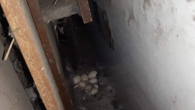 Снова куриное яйцо в утиной кладке смотреть онлайн