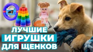 Игрушки для щенков: ТОП лучших и запрещенных! Советы кинолога