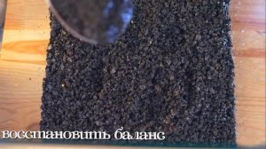 Аквариум  Разведение креветок