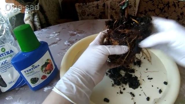 Новый клематис