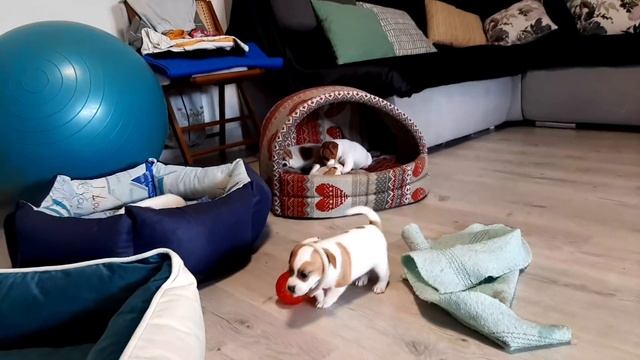 Будем оставлять двух щенков второй плохо ходит смотреть онлайн