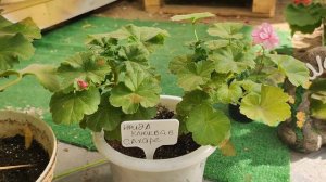 СПАСАЕМ ПОЖЕЛТЕВШУЮ ГЕРАНЬ.🍁Что делать с пеларгонией Осенью?🍁🍁🍁🍁 #гераньцветет