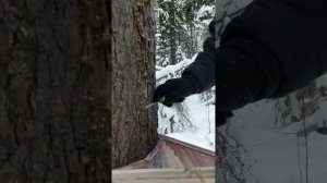 Сбор живицы-смолы кедра без подсочки, часть 1