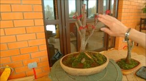 Клён веерный Файрглоу- Огненное свечение  Acer palmatum fireglow 2021 год весна