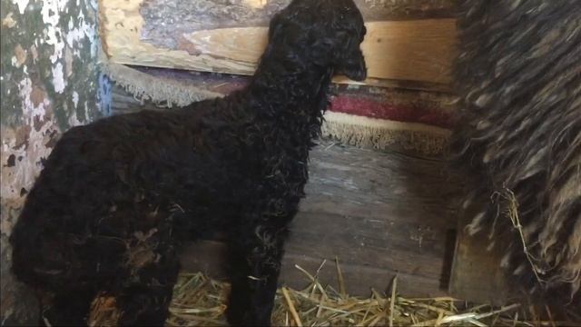 Мне советовали разбить нос овце чтоб она приняла ягнёнка !! смотреть онлайн