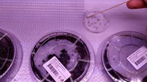 Реально ли вырастить декабристы из своих семян? Часть 3. Высунулись всходы из почвы.