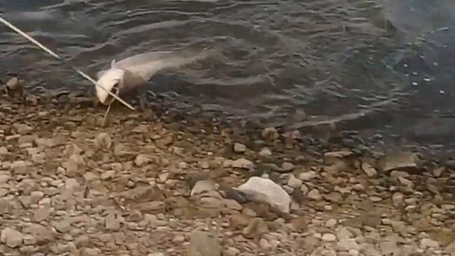 Ловля сома на лягушку. Рыбалка на сома с берега!!! смотреть онлайн