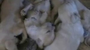 Смешные щенки   Смешные щенки спят