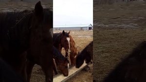 Откорм Лошадей как папало