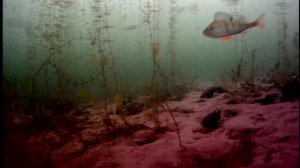 Подводная камера летом.