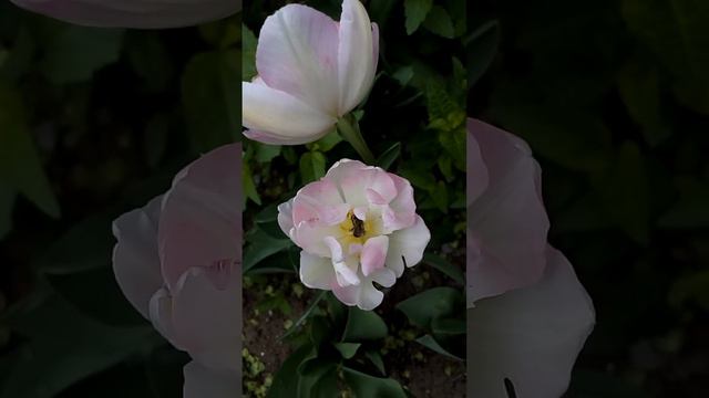 Интересные красивые бело розовые тюльпаны и пчела Interesting beautiful white-pink tulips and a bee