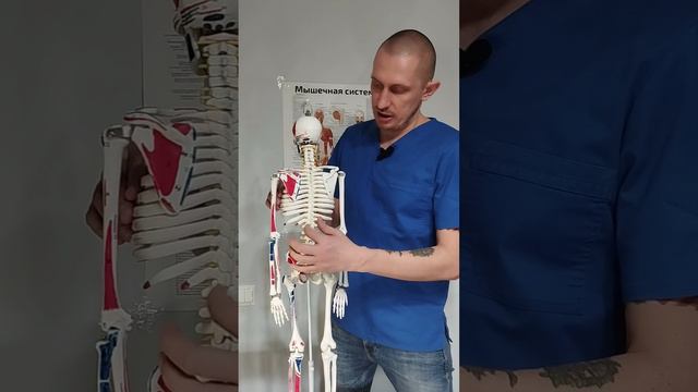 #ПерекосТаза #алексейпотапов #перекостаза #мануальнаятерапия #мануальныймассажпотапова #остеопатия