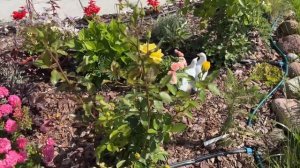 Роза №15 Friesia/Фрезия