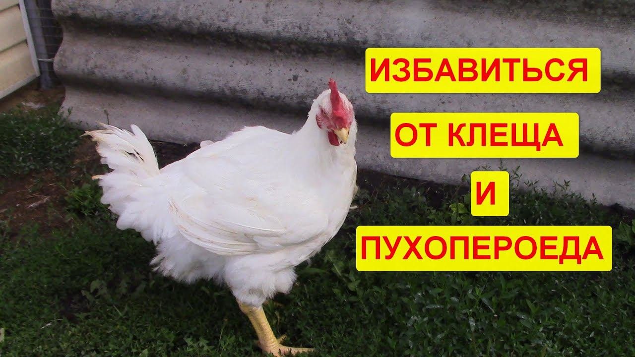 3 способа избавиться от пухопероеда и клеща