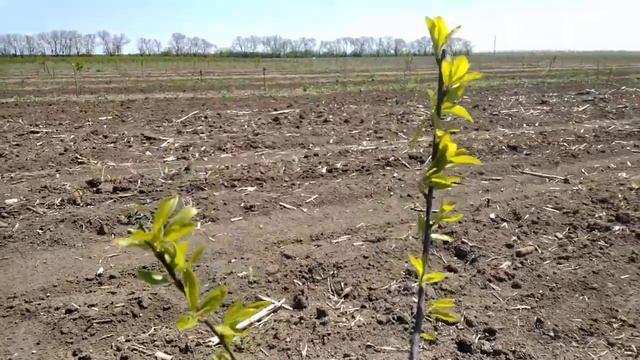 Посадки абрикос и сливы поздней весной после раскрытия почек итоги. смотреть онлайн