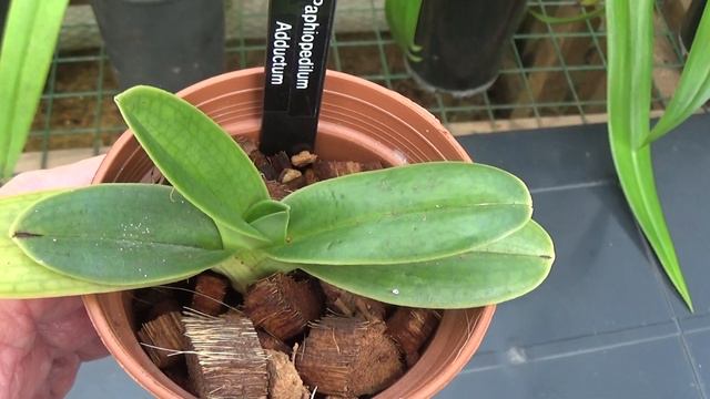 A long look at young paphiopedilums + moving cymbidiums смотреть онлайн