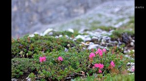 DOLOMITI, Escursione al Rifugio Pisciadù_트래킹, 피쉬아두로 가는 여정