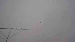 ПОЛЁТ НИКОЛАЕВСКИХ ГОЛУБЕЙ г.Морозовск. ( П Р О Д А Н Ы )