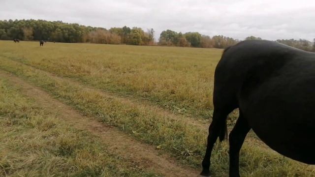 Жеребята тяжеловозики месяц после покупки// лошади и нетели на выпасе смотреть онлайн