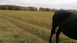Жеребята тяжеловозики месяц после покупки//  лошади и нетели на выпасе
