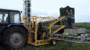 Уборка салата Фриссе Транспортером ТУС-18