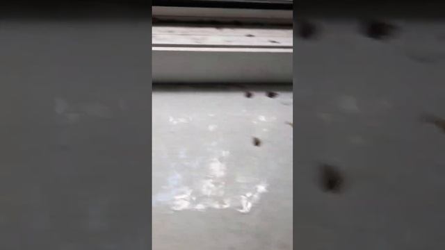 уличные клопы смотреть онлайн