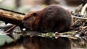 Бобры отомстили людям за разрушенные плотины