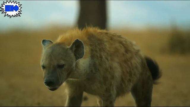 Вот Как Поступают Африканские Страусы, Если Им Не Повезло Столкнуться с Голодными Гиенами смотреть онлайн