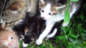 Мама кошка прячет своих котят в лесу 2